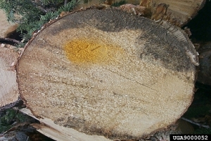 branded log